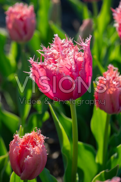 Tulipa Paleis Het Loo