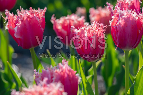 Tulipa Paleis Het Loo