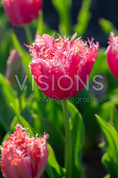 Tulipa Paleis Het Loo