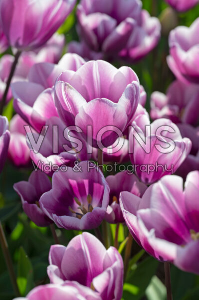 Tulipa Purple Elegance