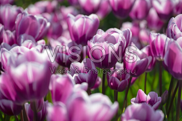 Tulipa Purple Elegance