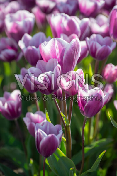 Tulipa Purple Elegance