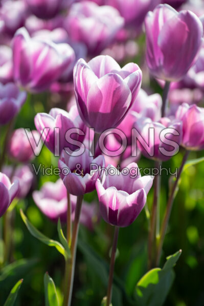 Tulipa Purple Elegance Tulipa Purple Elegance