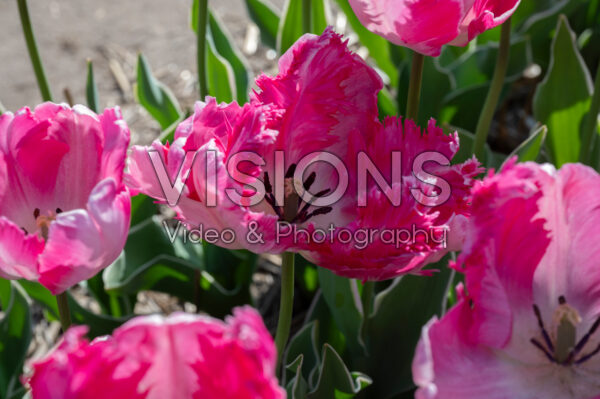 Tulipa Silver Parrot