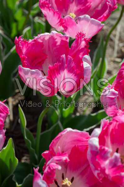 Tulipa Silver Parrot