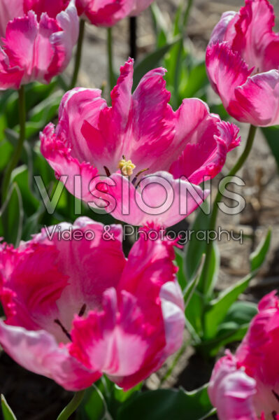 Tulipa Silver Parrot
