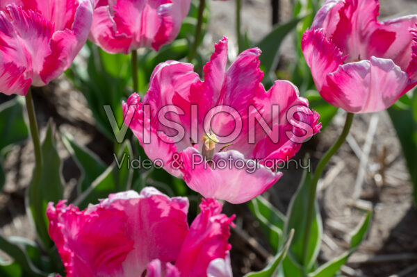 Tulipa Silver Parrot