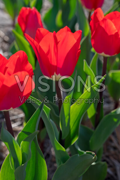 Tulipa Fostery King