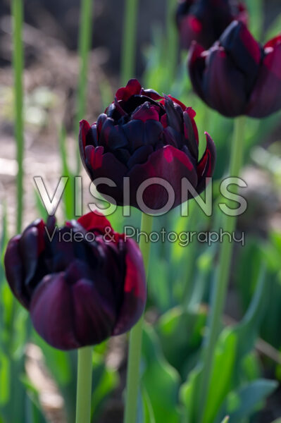 Tulipa Black Hero