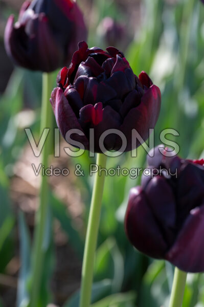 Tulipa Black Hero
