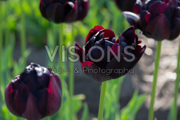 Tulipa Black Hero
