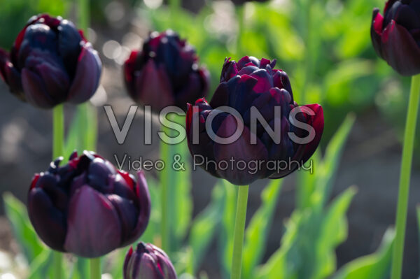 Tulipa Black Hero