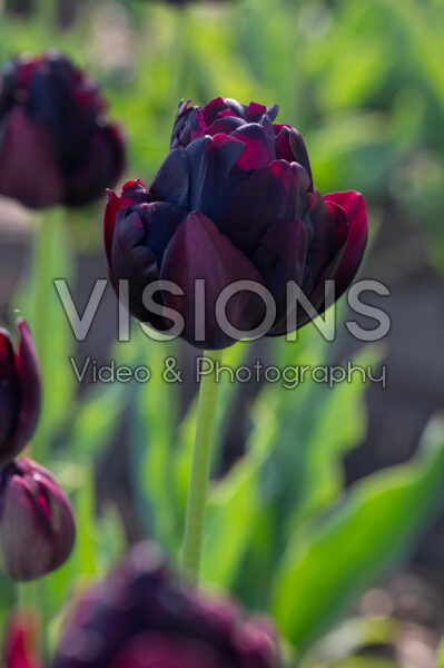 Tulipa Black Hero