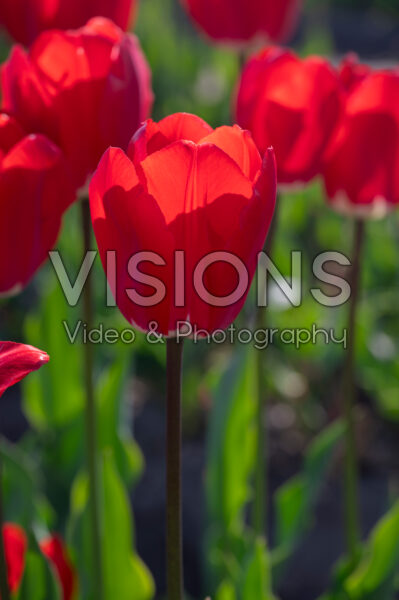 Tulipa Fostery King Tulipa Fostery King