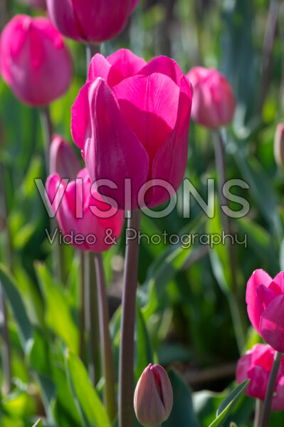 Tulipa Don Quichotte Tulipa Don Quichotte