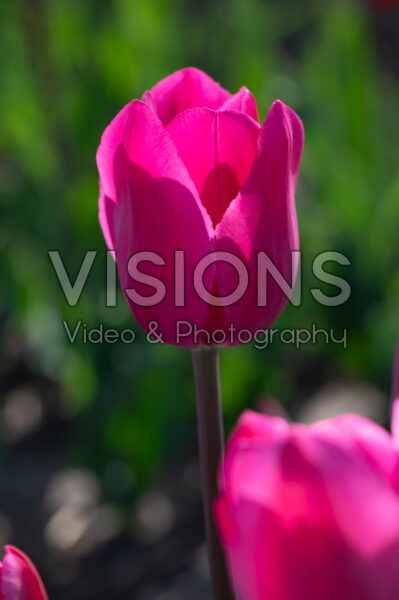 Tulipa Don Quichotte