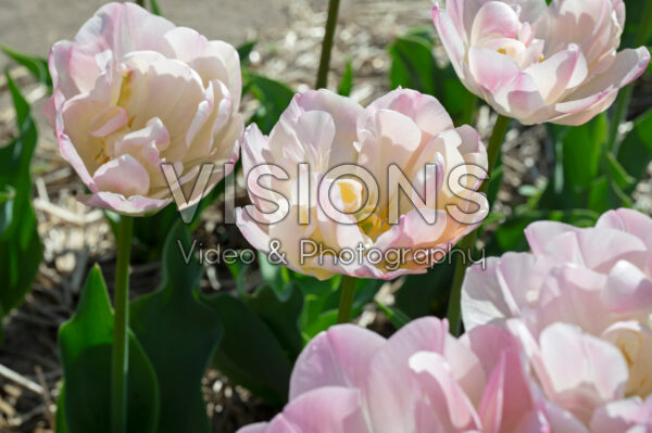 Tulipa Creme Upstar