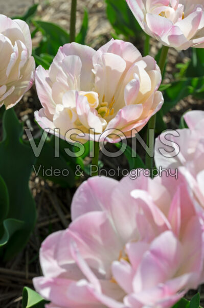 Tulipa Creme Upstar