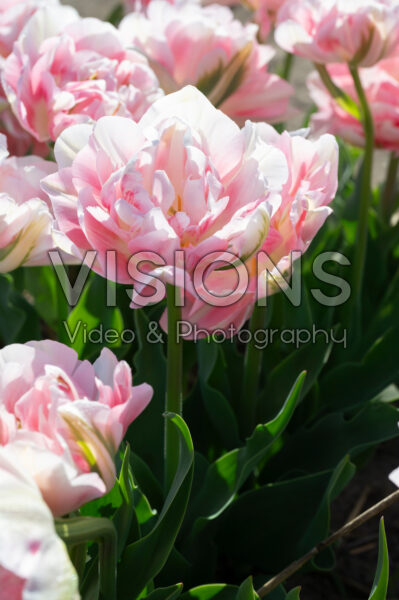 Tulipa Finola Tulipa Finola