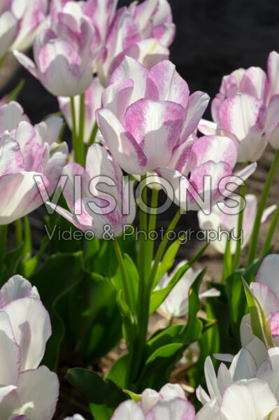 Tulipa Emilie Tulipa Emilie