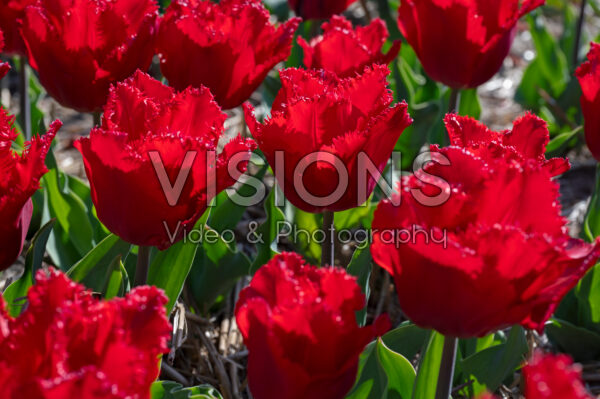 Tulipa Makarska Tulipa Makarska