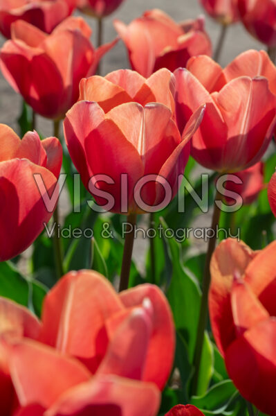 Tulipa Flevo Passion