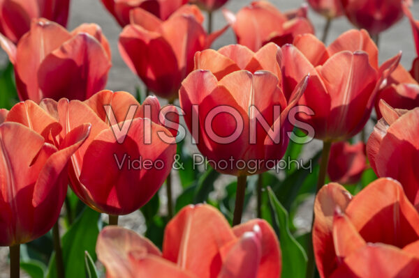 Tulipa Flevo Passion