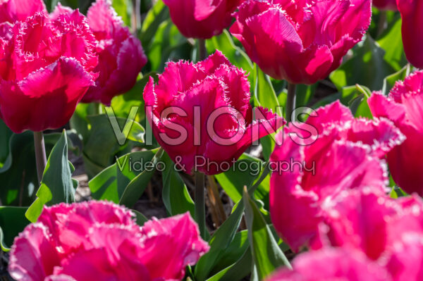 Tulipa Split