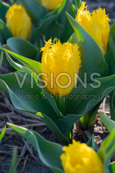 Tulipa Yellow Fabio