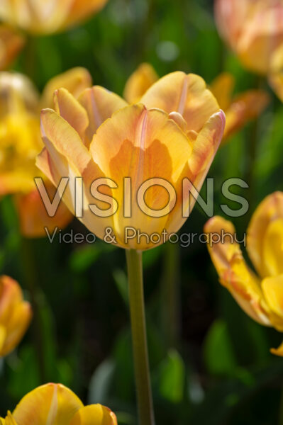 Tulipa Granny Award Tulipa Granny Award