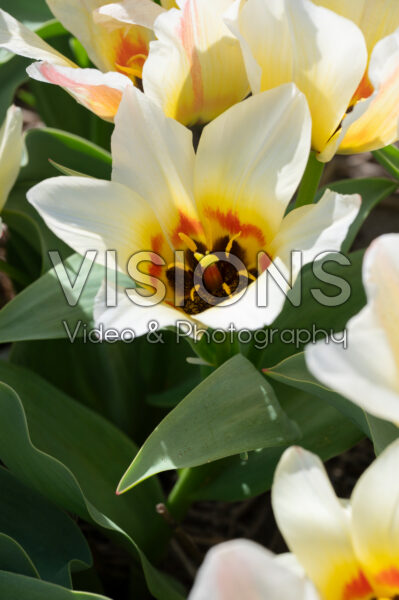 Tulipa Albion Star Tulipa Albion Star