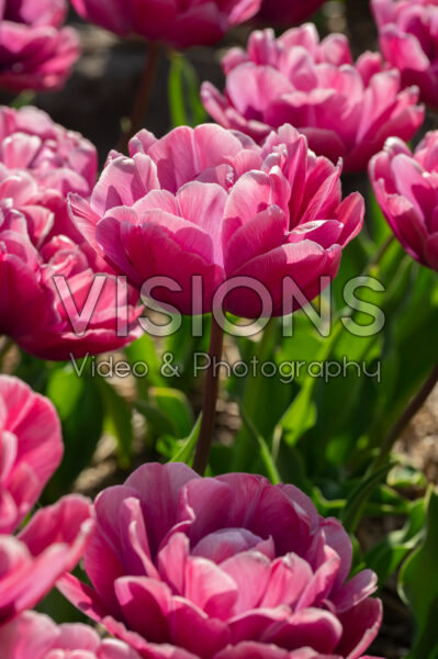 Tulipa Rosy Diamond