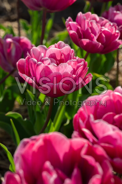 Tulipa Rosy Diamond