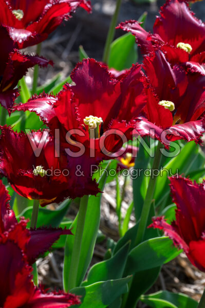 Tulipa Versaci
