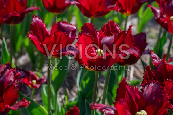 Tulipa Versaci