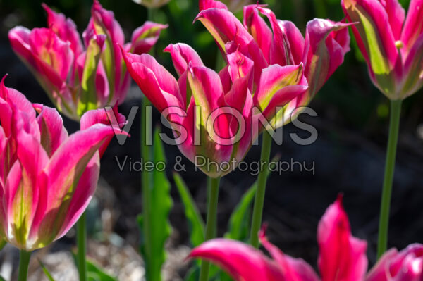 Tulipa Formosa Tulipa Formosa