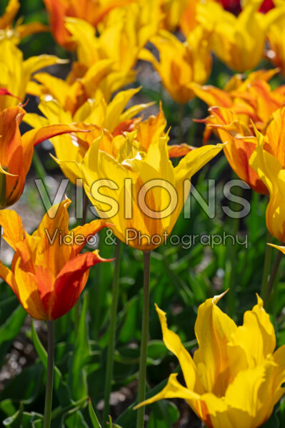 Tulipa Vendeeglobe Tulipa Vendeeglobe
