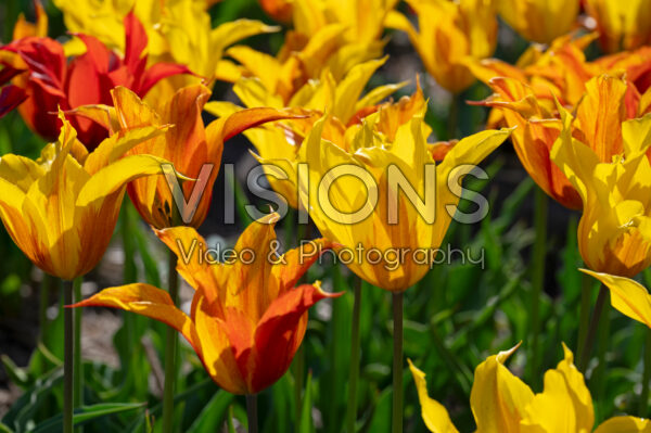 Tulipa Vendeeglobe Tulipa Vendeeglobe
