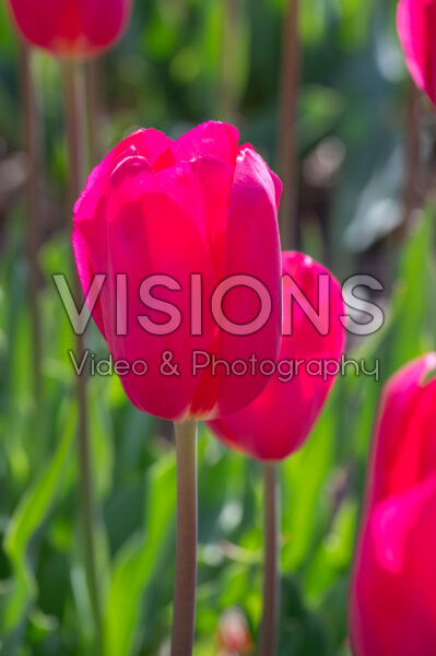 Tulipa La Romaine Tulipa La Romaine