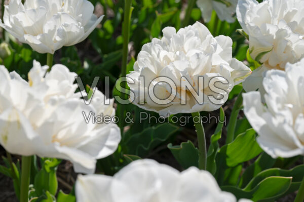 Tulipa Mount Tacoma Tulipa Mount Tacoma