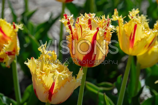 Tulipa Phantom
