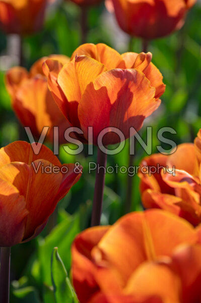 Tulipa Cairo Tulipa Cairo