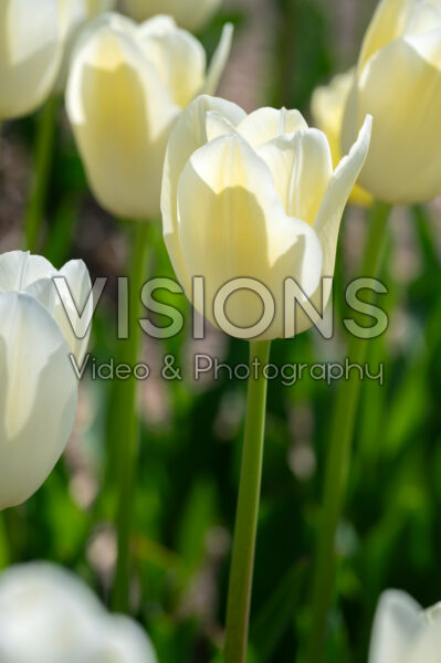 Tulipa City of Vancouver