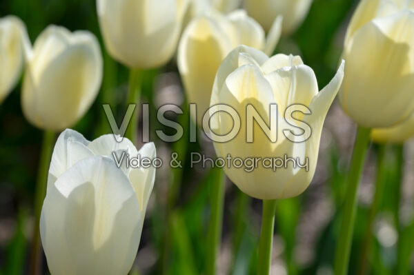 Tulipa City of Vancouver