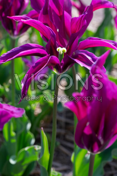 Tulipa Purple Doll
