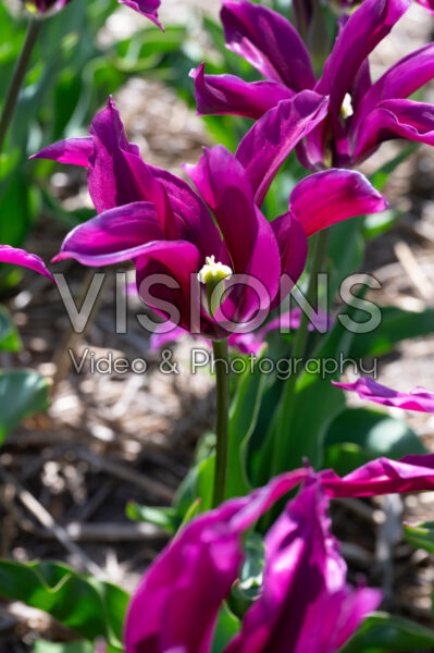 Tulipa Purple Doll