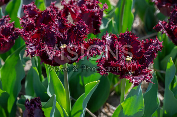 Tulipa Labrador Tulipa Labrador