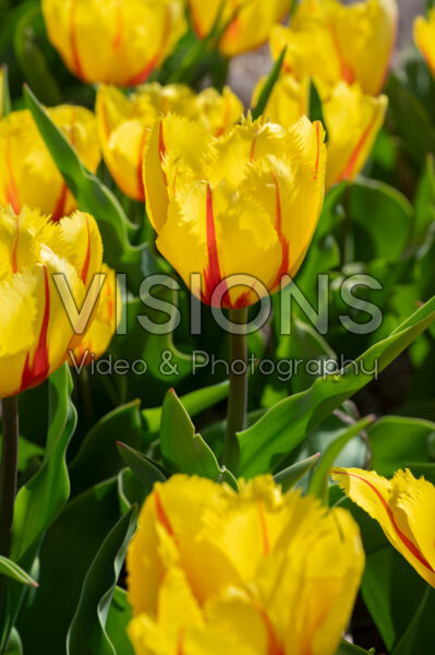 Tulipa Flamenco