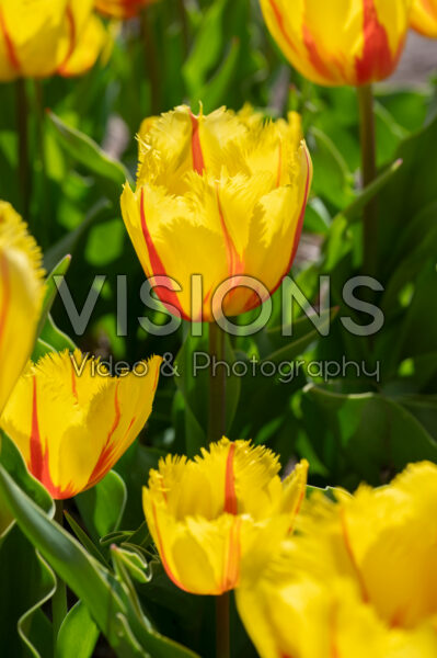 Tulipa Flamenco Tulipa Flamenco