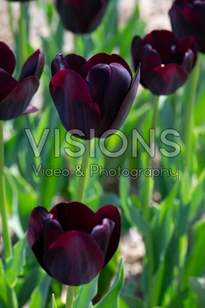 Tulipa Queen of Night